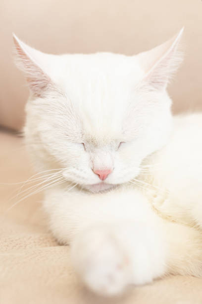 istock A thoroughbred cat. A white British cat. Portrait. Pets. A greeting card 1395375234