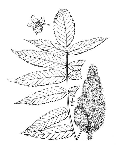 stockillustraties, clipart, cartoons en iconen met antique botany plant illustration: rhus hirta, staghorn sumac - staghorn sumac