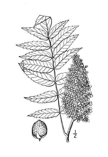istock Antique botany plant illustration: Rhus glabra, Scarlet Sumac 1395375340