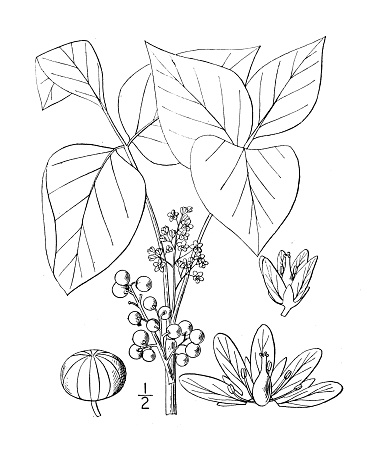 Antique botany plant illustration: Rhus radicans, Poison Ivy