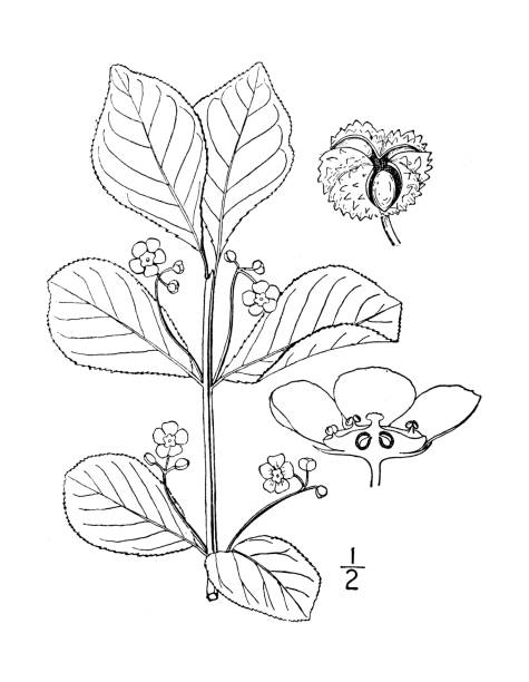 ilustraciones, imágenes clip art, dibujos animados e iconos de stock de ilustración de plantas botánicas antiguas: euonymus obovatus, running strawberry bush - winged spindletree illustrations