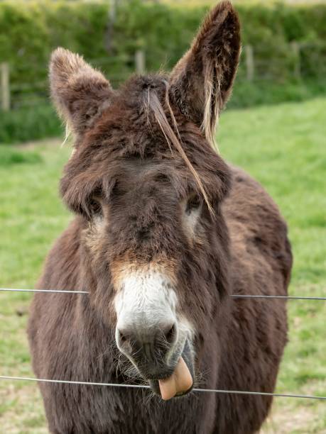 istock Donkey Licking Salt From Wire Fence. 1395375536