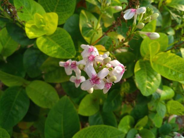 istock The tropical flower 2 1395375595