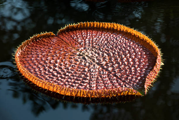 gigantyczny liść lotosu victoria unosi się na powierzchni wody - victoria water lily zdjęcia i obrazy z banku zdjęć