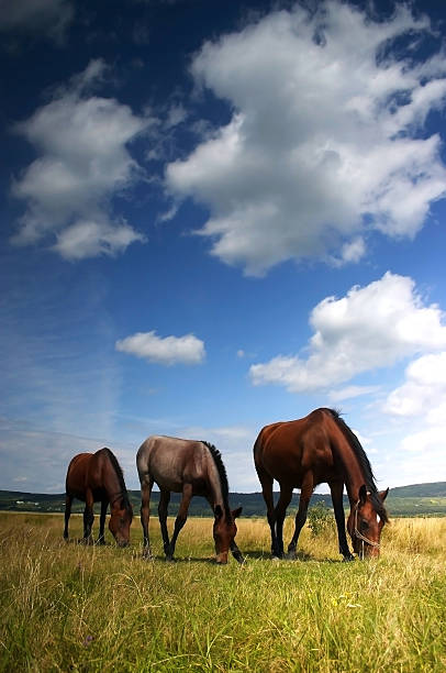 Horse stock photo