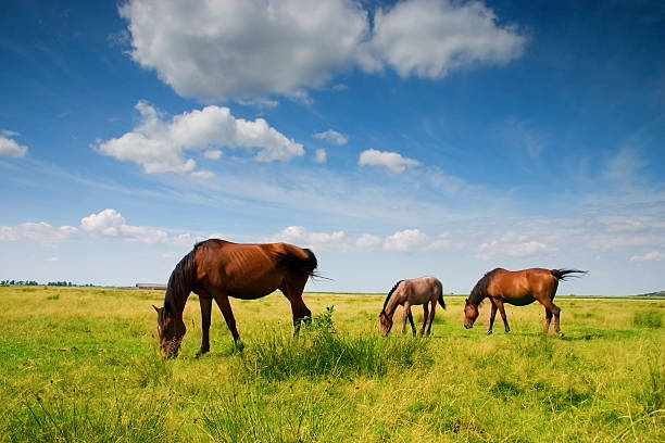 Horses stock photo