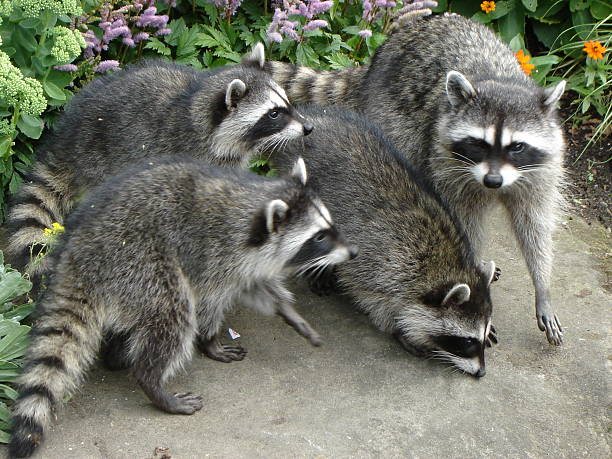 racoon family stock photo