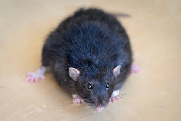 istock Black rat on the table close up portrait 1395378462