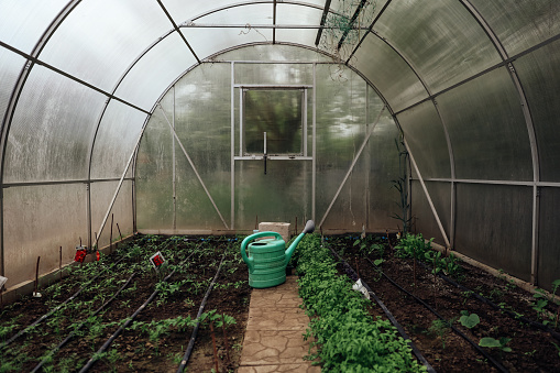 Inside a polycarbonate greenhouse in the spring. Green watering can on a stone path in the middle. Greens and vegetables grow in the beds. Plants are marked with cards. Backyard, organic farming