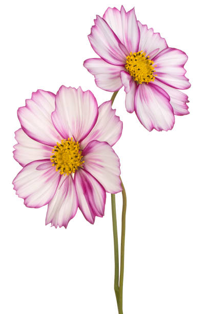 kwiat kosmosu - daisy marguerite deep focus flower zdjęcia i obrazy z banku zdjęć