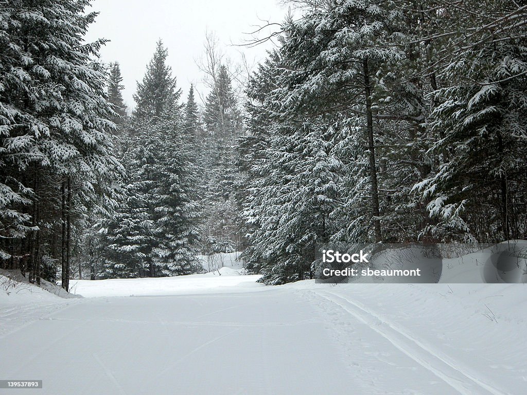 Las pistas de esquí en la nieve - Foto de stock de Abeto libre de derechos