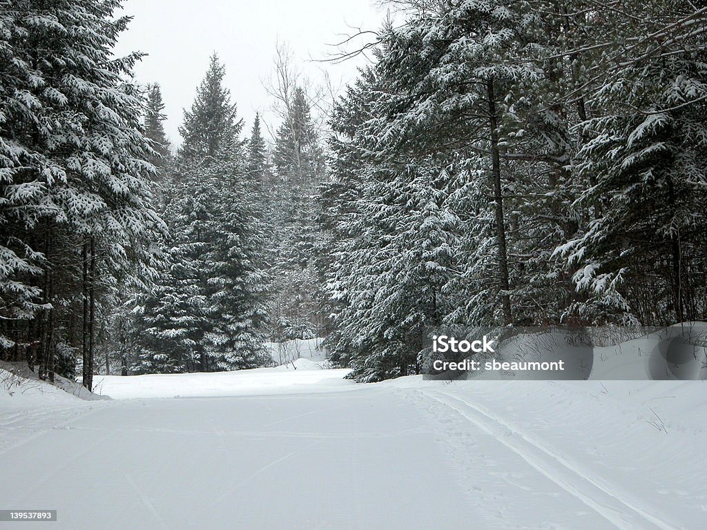 Utworów w śniegu narciarskie - Zbiór zdjęć royalty-free (Drzewo wiecznie zielone)