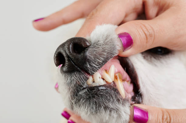 istock Veterinarian check dog teeth 1395379148