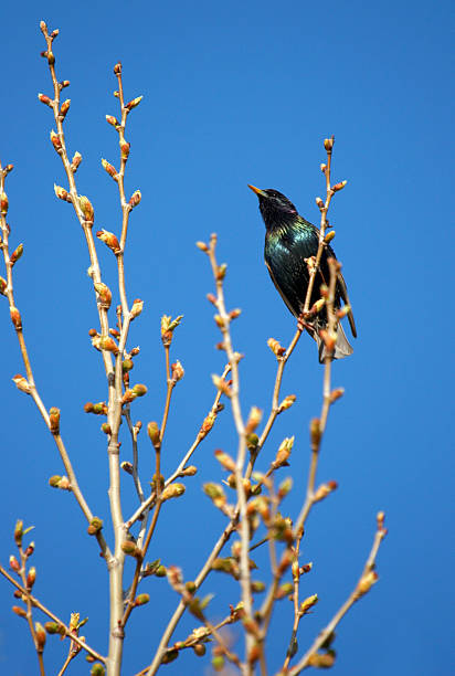istock European starling on the tree 139538017