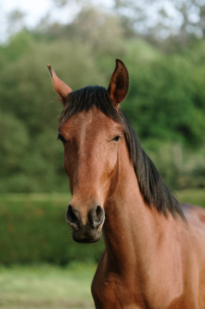 istock Brown horse in a field 1395380242