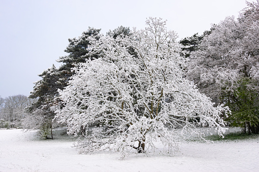 Striking winter image of a snow covered tree in a forest.