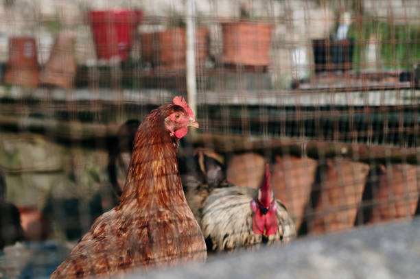 istock Hen in a chicken coop 1395380297
