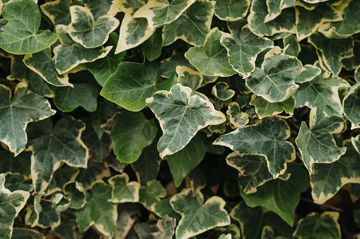 Hedera helix (common ivy)