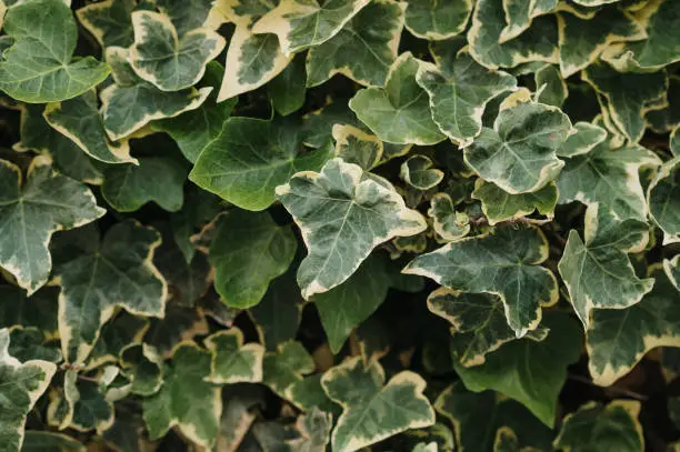Photo of Hedera helix (common ivy)