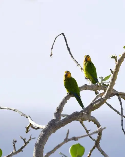 Photo of Two Brown-throated Parakeet