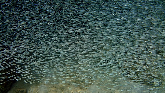 Aquatic theme background picture of a large swarm of juvenile fish swimming in the ocean