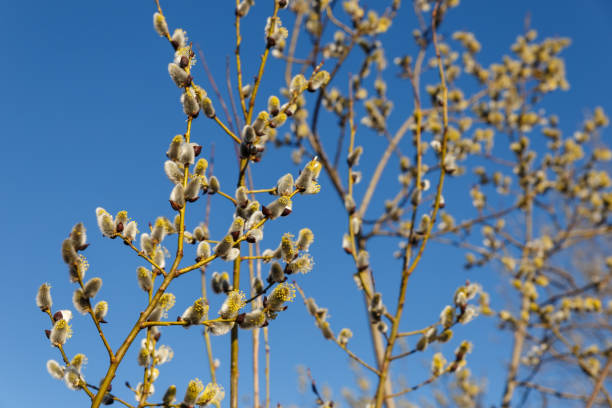 青空の背景に柳の花 - goat willow ストックフォトと画像