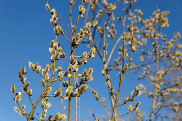 Blooming willow twigs and furry willow-catkins on a background of blue sky. willow flowers
