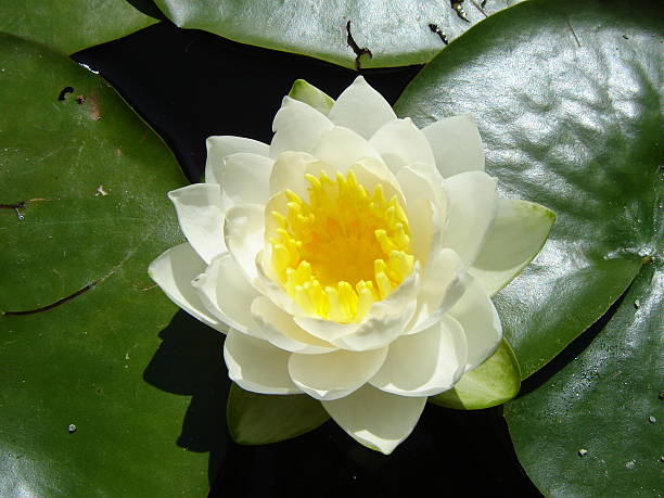 Water lily stock photo