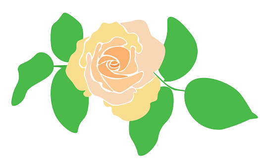 Creamy tea rose and green leaf isolated on white background. Outline peach color flower and leaves art icon. Drawn floral logo, flat vector design eps 10