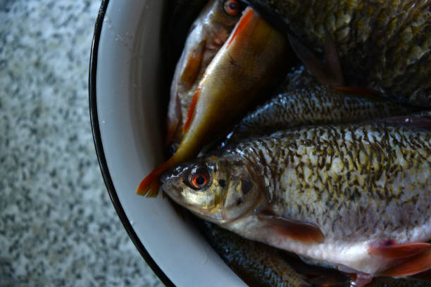 Fresh fish crucian carp and roach in a saucepan Fresh fish crucian carp and roach in a saucepan common rudd photos stock pictures, royalty-free photos & images