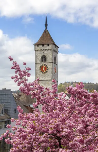 The clock tower from the St. Johann church with blooming cherry flower sakura at the foreground