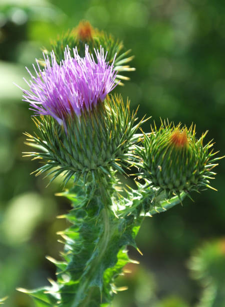 istock In nature, bloom is thistle - Onopordon acanthium 1395381766