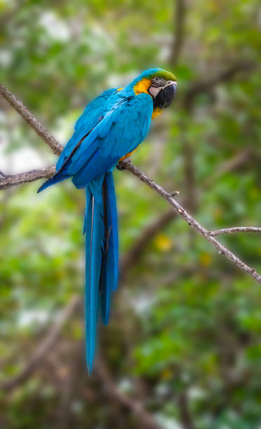 istock Blue and yellow macaw on tree in Colombia. 1395381873