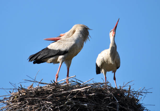istock A couple of stork is in its nest 1395384254