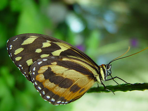 Butterfly stock photo