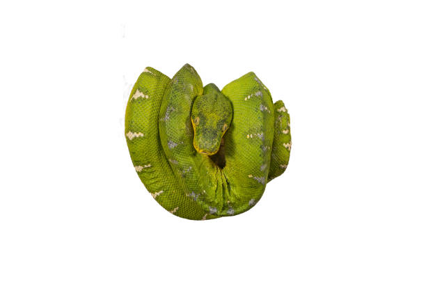 istock Corallus caninus - green snake coiled into a ball 1395384778