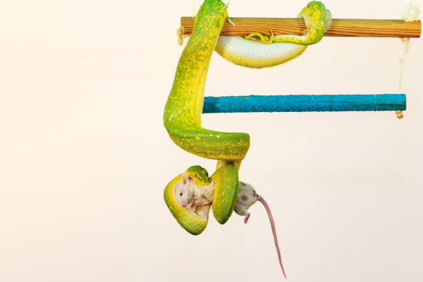 istock Corallus caninus - green snake coiled into a ball 1395384782