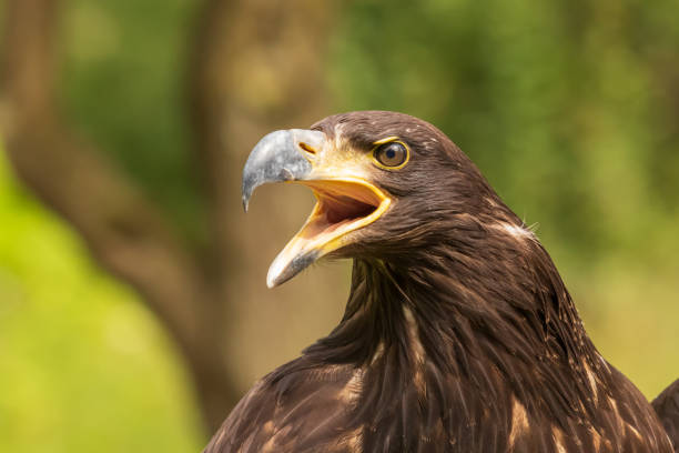 istock Portrait of a young bald eagle with an open beak. 1395385055