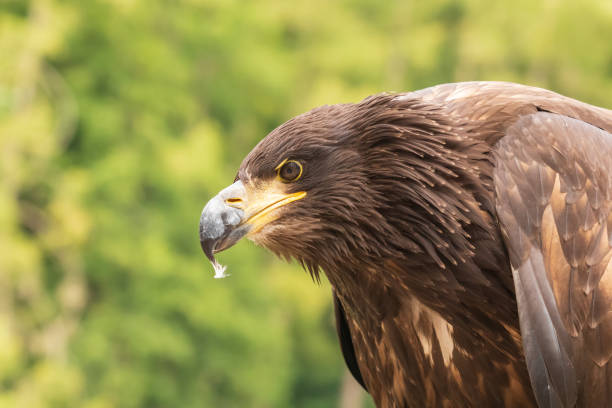 Hawk - Bird