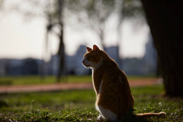 Orange and White color stray cat sitting on grass at a park, with trees in background, istanbul Turkey. Shallow depth of field.