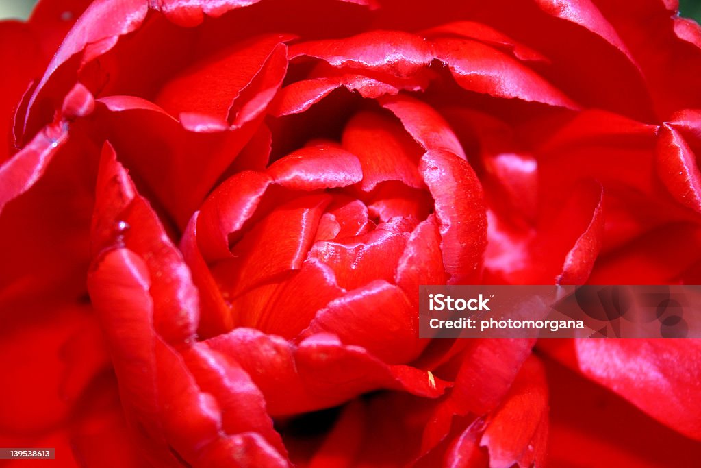 Tulipa macro - Foto de stock de Amor royalty-free