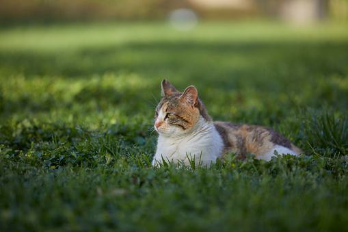 One eye disabled stray cat sitting on grass at a park. Shallow depth of field.