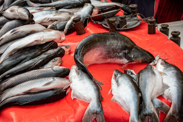 istock Pangasius fish on sale 1395386519