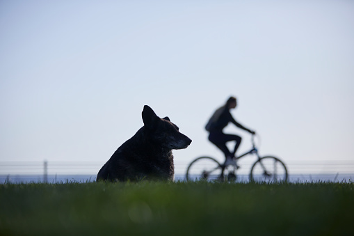 Stray dog at park with bicycle. Shallow depth of field.