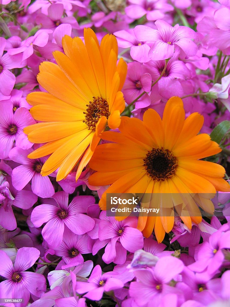 Close-up of two yellow flowers over several purple flowers photograph of two very bright calendula flowers against a background of bright pink flowers of the lucky clover Abundance Stock Photo