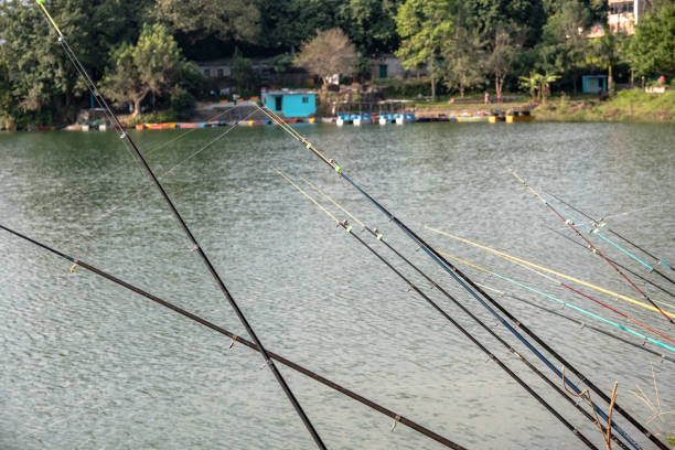 Fishing rods in action on the Phewa lakefront in Pokhara.