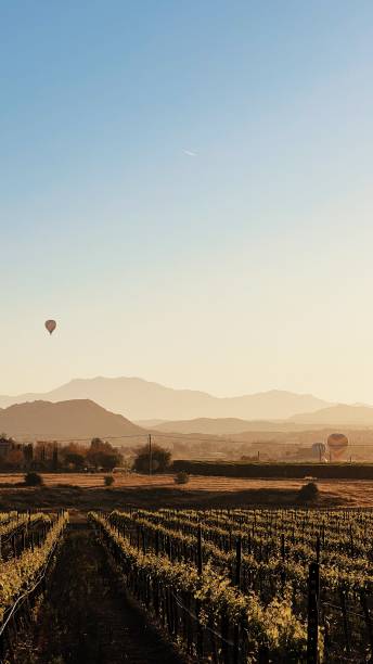 istock Wine Country Baloons 1395386811