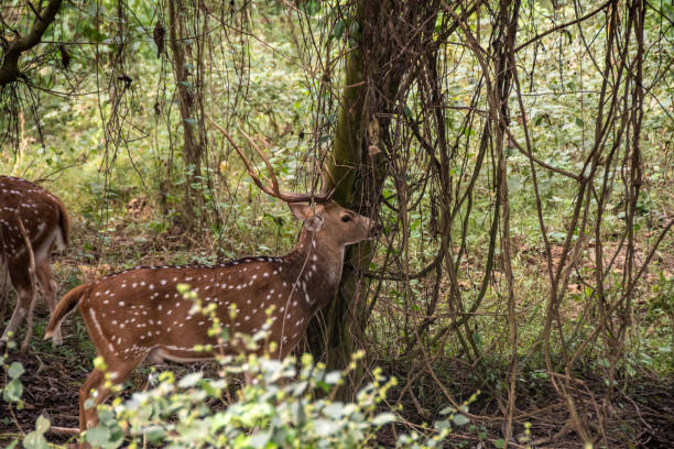 istock Male spotted deer (Axis axis) also known as Chital. 1395386914