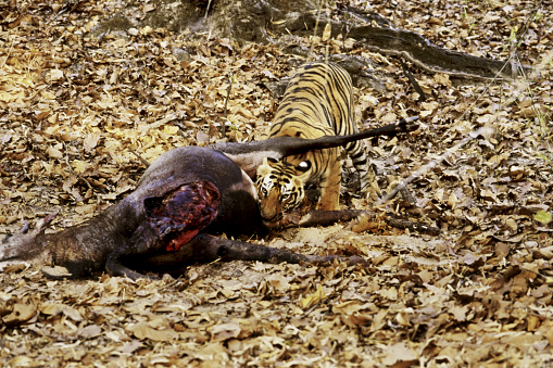 jim corbett national park, ramnagar, Uttarakhand / India - March 2, 2020 - Wild Female Bengal Tiger walking head on to safari vehicles full with tourists or wildlife photographers and nature lovers