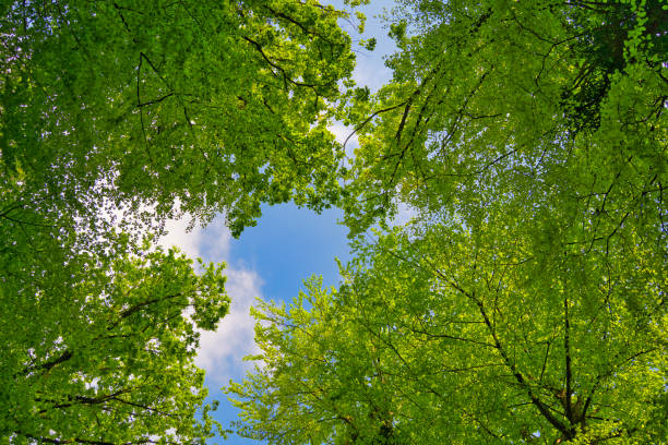 istock A great view up into the trees direction sky in may, Germany 1395387495